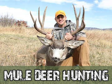Colorado Mule Deer Hunts