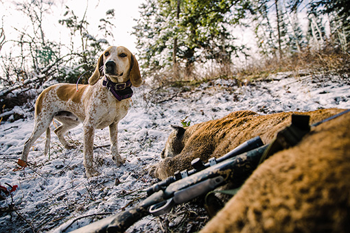 Colorado Mountain Lion Hunting