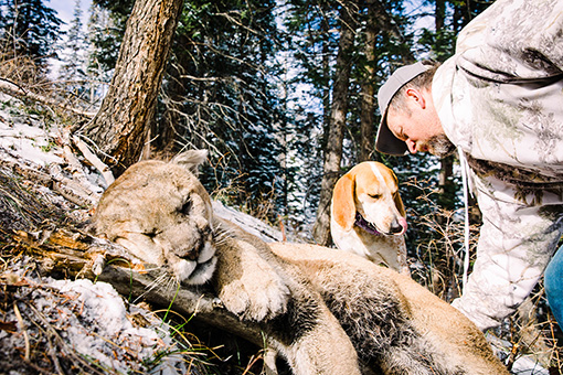 CO Mountain Lion Hunting