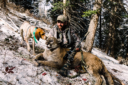 Mountain Lion Hunting