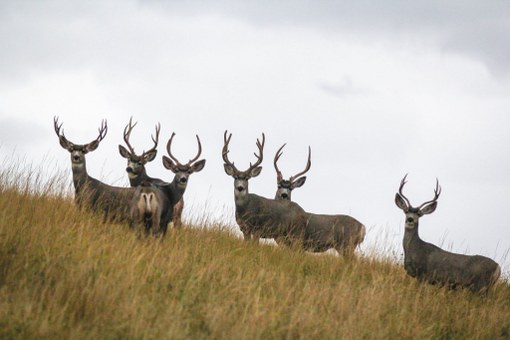 Mule Deer Bucks in CO